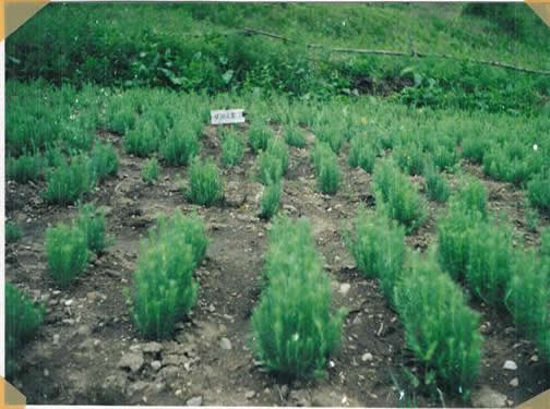 針葉苗木噴施林用惠爾31天后效果